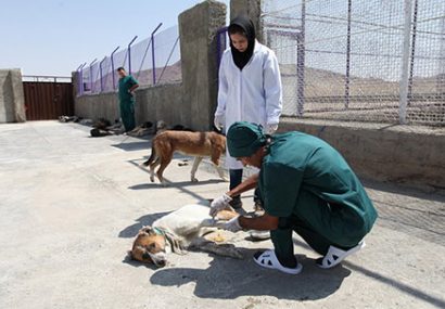 سگ‌های ولگرد تبریز عقیم سازی می‌شوند
