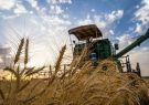 خرید تضمینی بیش از ۱۰۶ هزار تن گندم در آذربایجان‌شرقی