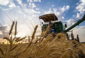 خرید تضمینی بیش از ۱۰۶ هزار تن گندم در آذربایجان‌شرقی