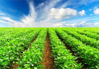 ۶۰ درصد تولیدات کشاورزی آذربایجان‌شرقی مربوط به حوزه زراعت است
