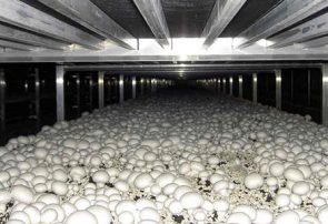 ۳ هزار تن قارچ خوراکی در آذربایجان‌شرقی تولید شد