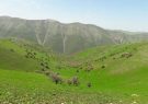 بهره‌برداری از مراتع مجوزدار به وراث منتقل می‌شود
