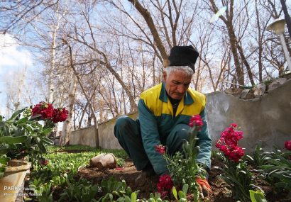۹ میلیون بوته انواع گل‌های بهاری در تبریز کاشته شد
