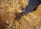 پیش‌بینی می شود ۷۴۲ هزار تن گندم در آذربایجان‌شرقی برداشت شود