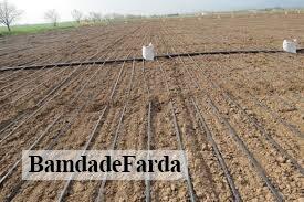 آغاز کشت بهاره در ۳۵۲ هزار هکتار از اراضی دیمزارهای آذربایجان شرقی