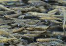 رهاسازی ۳۰ هزار قطعه بچه ماهی در مزارع پرورش ماهی مرند
