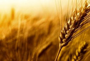 ۱۶ هزار و ۵۰۰ تن گندم در خداآفرین تولید می‌شود
