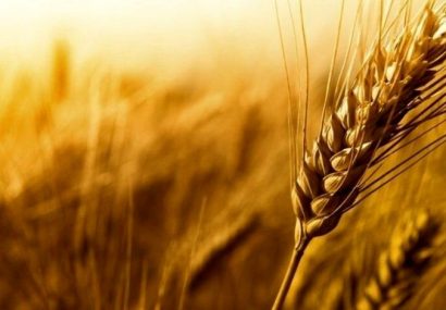 ۱۶ هزار و ۵۰۰ تن گندم در خداآفرین تولید می‌شود