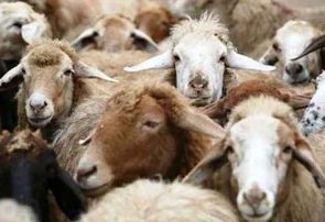 مردم دام‌های قربانی را در کشتارگاه‌های مجاز ذبح کنند