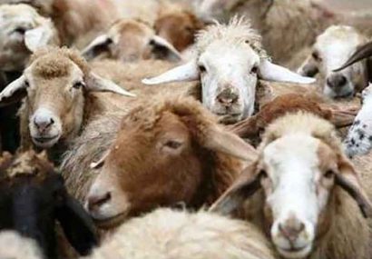 مردم دام‌های قربانی را در کشتارگاه‌های مجاز ذبح کنند