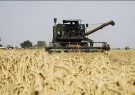 خرید تضمینی ۶۶ هزار تن گندم در آذربایجان‌شرقی