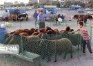 استقرار نیروهای کشتارگاه تبریز برای ذبح گوسفند در روز عید قربان