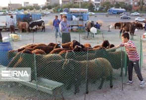 استقرار نیروهای کشتارگاه تبریز برای ذبح گوسفند در روز عید قربان