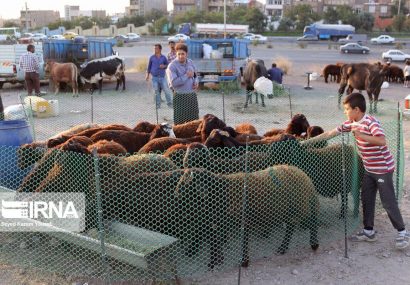 استقرار نیروهای کشتارگاه تبریز برای ذبح گوسفند در روز عید قربان