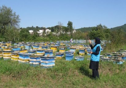 آمارگیری از زنبورستان‌های آذربایجان شرقی نیمه دوم مهر انجام می‌شود