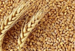 خرید بیش از ۲۸۰ هزار تن گندم در آذربایجان‌شرقی