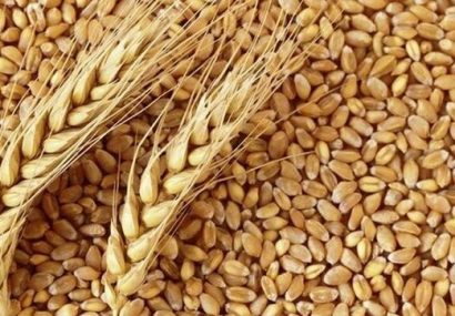 افزایش ۳۰ درصدی خرید گندم از کشاورزان آذربایجان شرقی