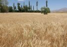 آذربایجان‌شرقی در جهش تولید دیمزارها رتبه دوم کشور را دارد