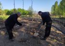 کاشت هفت هزار اصله نهال در مناطق عشایری آذربایجان شرقی
