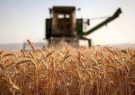 خرید گندم در آذربایجان شرقی از مرز ۱۰۰ هزار تن گذشت