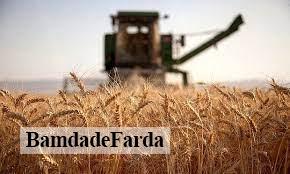 خرید گندم در آذربایجان شرقی از مرز ۱۰۰ هزار تن گذشت