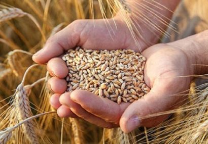 ۲هزار و ۸۷۰ تن گندم بذری در آذربایجان شرقی خریداری شد