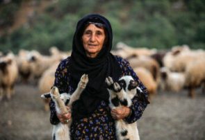 دوقلوزایی ۷۰ درصد گوسفندان عشایر آذربایجان شرقی