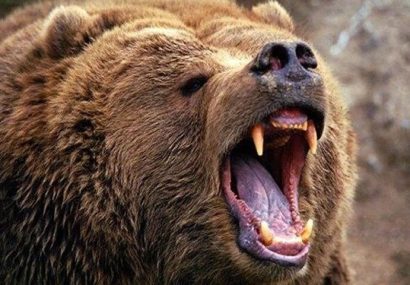 خرس قهوه ای سه نفر از اهالی روستای یالقوز میانه را زخمی کرد