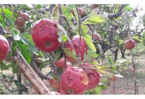 هشدار جهاد کشاورزی آذربایجان شرقی نسبت به احتمال خسارت به محصولات باغی