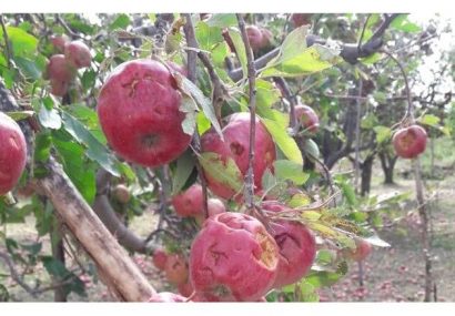 هشدار جهاد کشاورزی آذربایجان شرقی نسبت به احتمال خسارت به محصولات باغی