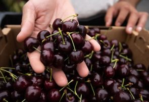 جایگاه پنجم آذربایجان شرقی در تولید گیلاس