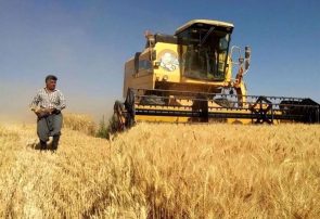 خرید گندم در آذربایجان شرقی به ۳۱۰ هزار تن رسید