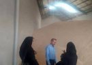 افزایش ۵۰ درصدی میزان خرید گندم در شهرستان تبریز نسبت به سال گذشته