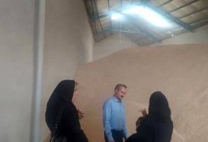 افزایش ۵۰ درصدی میزان خرید گندم در شهرستان تبریز نسبت به سال گذشته