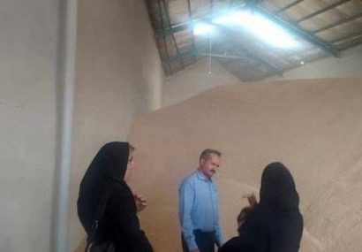 افزایش ۵۰ درصدی میزان خرید گندم در شهرستان تبریز نسبت به سال گذشته