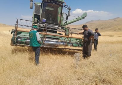 افزایش ۳۸ درصدی خرید تضمینی گندم در آذربایجان شرقی