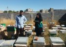 آغاز سرشماری زنبورستان‌های آذربایجان شرقی