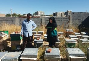 آغاز سرشماری زنبورستان‌های آذربایجان شرقی