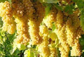 ۱۰ درصد انگور کشور در ملکان تولید می‌شود