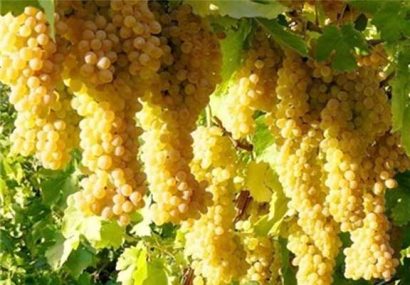 ۱۰ درصد انگور کشور در ملکان تولید می‌شود