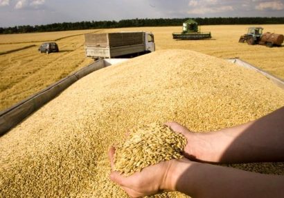 افزایش ۵۵ درصدی خرید تضمینی گندم توسط تعاون روستایی آذربایجان‌ شرقی