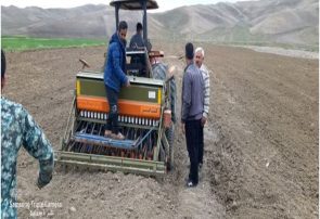 آغاز کشت کلزا در شهرستان ورزقان