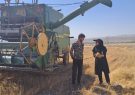 رشد ۳۲ درصدی تحویل گندم نسبت به سال گذشته در شهرستان بستان آباد