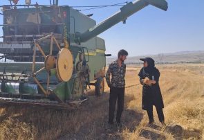 رشد ۳۲ درصدی تحویل گندم نسبت به سال گذشته در شهرستان بستان آباد