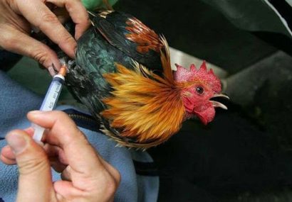 سه میلیون و ۳۰۰ هزار دز واکسن بیماری نیوکاسل طیور در آذربایجان شرقی تزریق شد