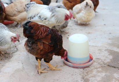 سه میلیون و ۳۰۰ هزار طیور در آذربایجان شرقی واکسینه شدند