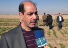 زعفران؛ محصولی کم‌آب‌بر و اقتصادی برای کشاورزان شهرستان مرند