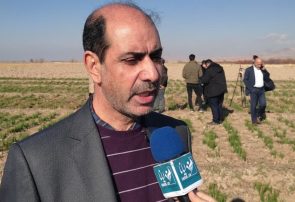 زعفران؛ محصولی کم‌آب‌بر و اقتصادی برای کشاورزان شهرستان مرند