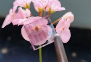 طراحی و ساخت سلول‌های خورشیدی نیمه شفاف در پژوهشکده فیزیک کاربردی و ستاره‌شناسی دانشگاه تبریز