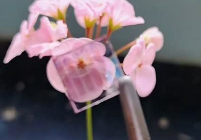 طراحی و ساخت سلول‌های خورشیدی نیمه شفاف در پژوهشکده فیزیک کاربردی و ستاره‌شناسی دانشگاه تبریز